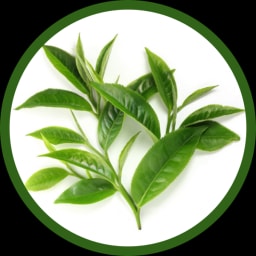 Trà xanh