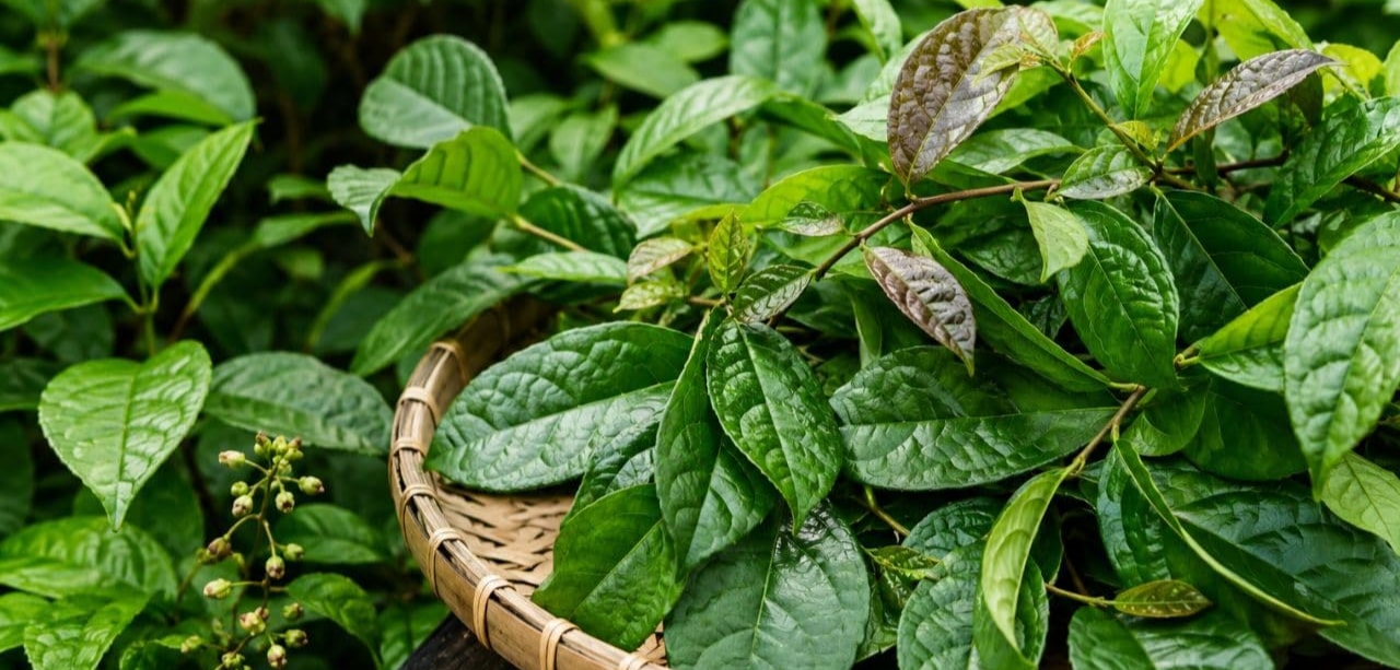 Lá và cây xạ đen tươi
