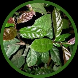 Xạ đen